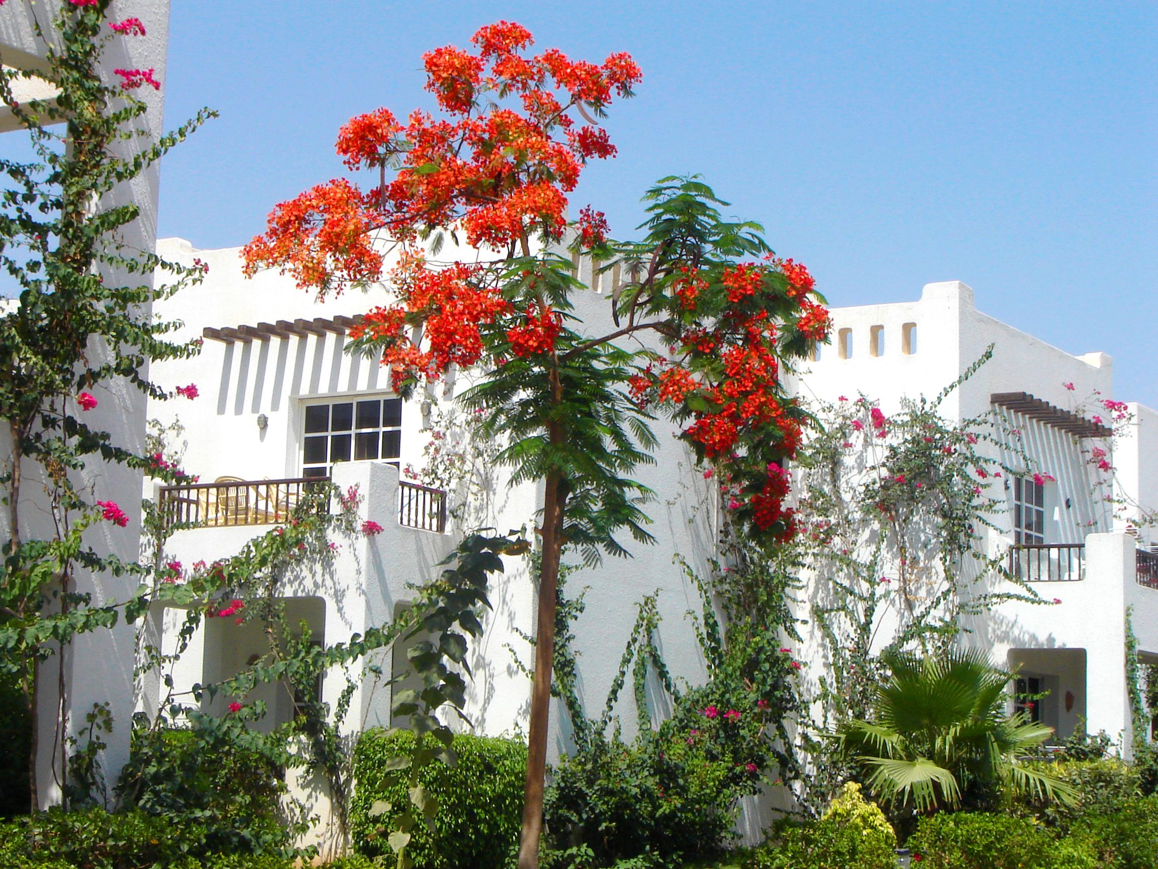Delta Sharm Resort ,Official Web, Delta Rent, Sharm El Sheikh, South Sinai, Egypt Dış mekan fotoğraf